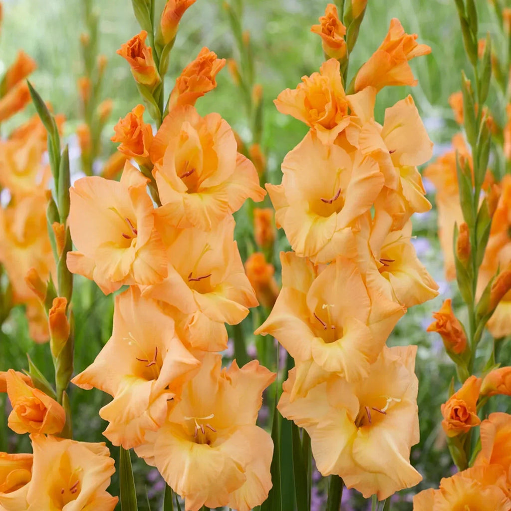 Premium Orange Yellow Gladiolus Flower seeds for Planting Pollinator Friendly, Heirloom & GMO Free Seeds for Home Garden seeds