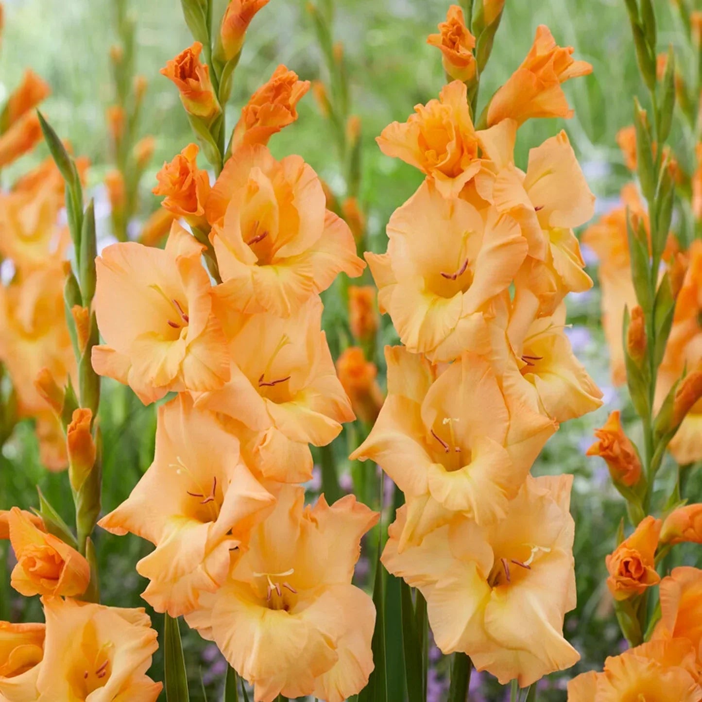 Premium Orange Yellow Gladiolus Flower seeds for Planting Pollinator Friendly, Heirloom & GMO Free Seeds for Home Garden seeds