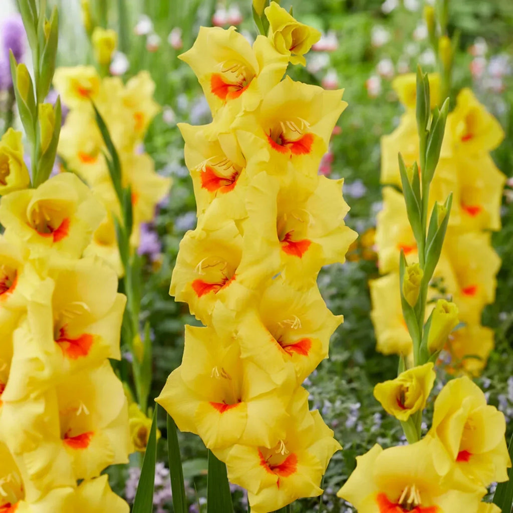 Premium Yellow Gladiolus Hybridus Flower seeds for Planting Shade Tolerant, Heirloom & GMO Free Seeds for Home Garden seeds