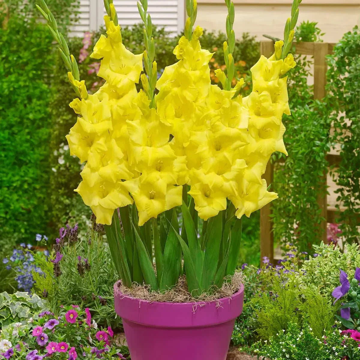 Premium YellowPerennial Gladiolus Flower seeds for Planting Pollinator Friendly, Heirloom & GMO Free Seeds for Home Garden seeds