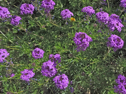 Moss (Moss Verbena) seeds for planting in home garden