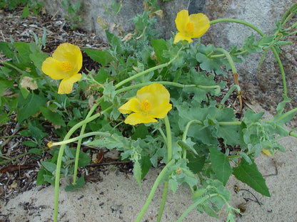 Glaucium Flavum Flower seeds for Planting Seasonal Bloomer Heirloom & GMO Free Seeds for Home Garden