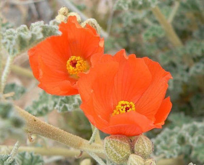 Mature Desert Globemallow with Vibrant Apricot Flowers