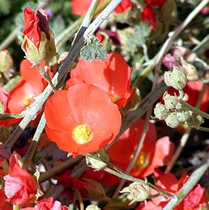 Young Desert Globemallow Seedlings Growing in Soil