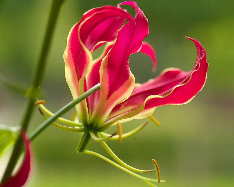 Premium Flamme Lilien Flower seeds for Planting Compact Growth, Heirloom & GMO Free Seeds for Home Garden seeds