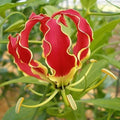 Red Yellow Gloriosa Rothschildiana Flower seeds for Planting Fragrant Blossoms, Heirloom & GMO Free Seeds for Home Garden seeds for planting