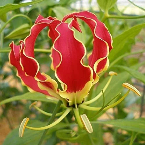 Red Yellow Gloriosa Rothschildiana Flower seeds for Planting Fragrant Blossoms, Heirloom & GMO Free Seeds for Home Garden seeds for planting