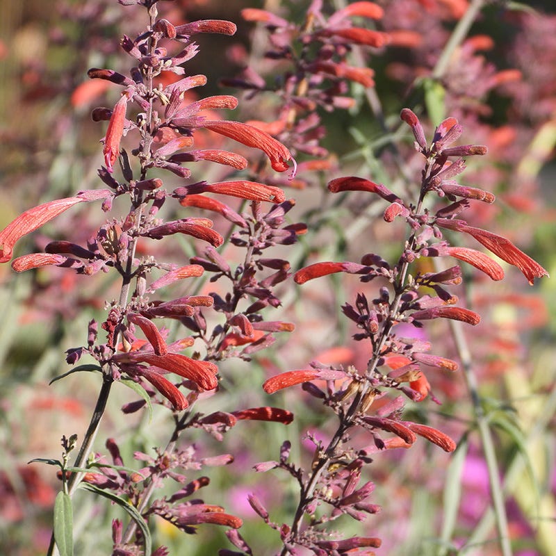 Orange Agastache Navajo Flower seeds for Planting Pollinator Friendly, Heirloom & GMO Free Seeds for Home Garden vegetable and garden seeds