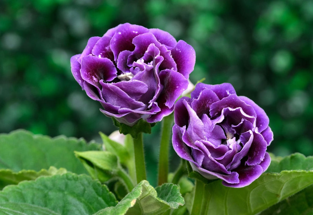 High quality Dark Blue Gloxinia Flower seeds for Planting Bright Blooms, Heirloom & GMO Free Seeds for Home Garden seeds pack
