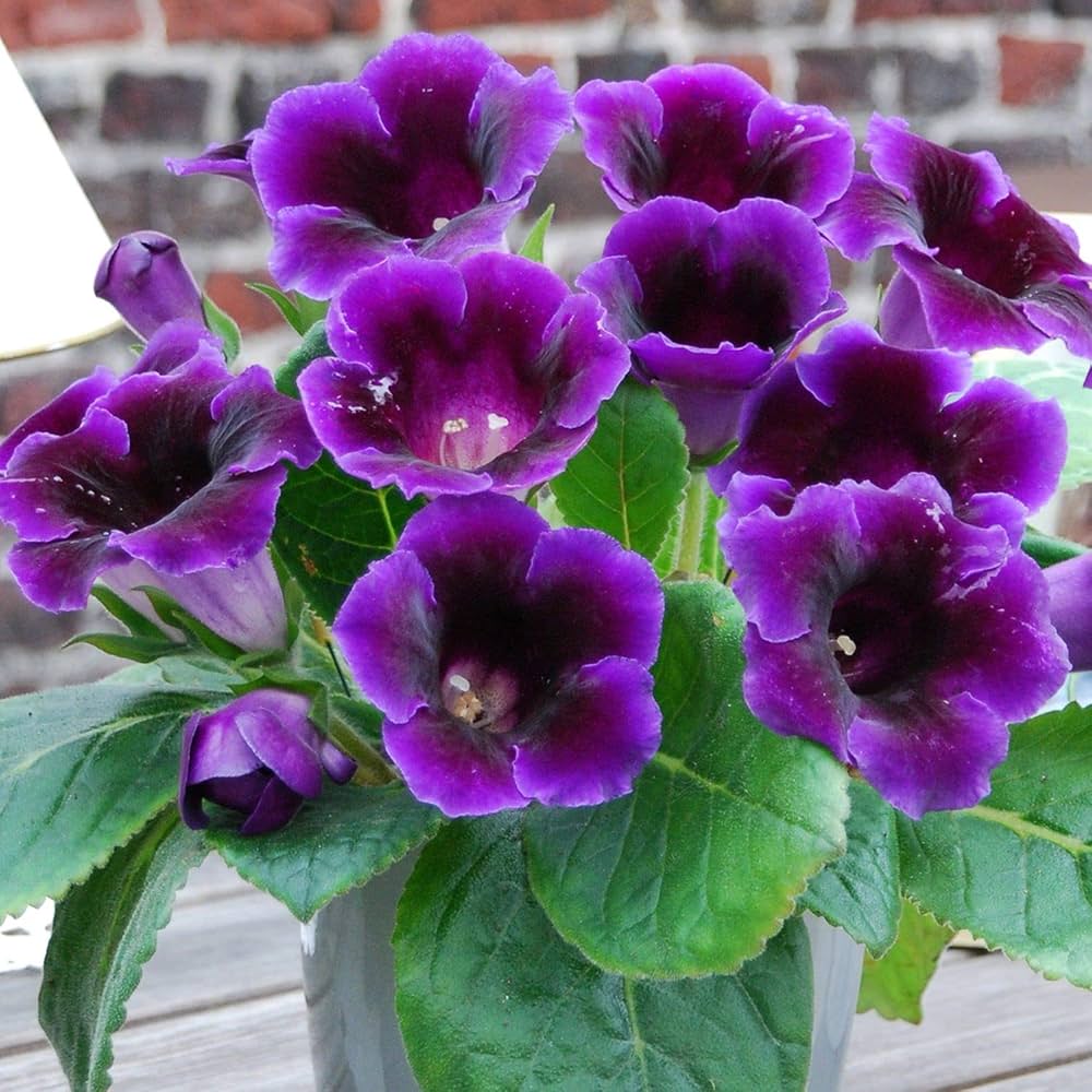 Close-Up of Dark Purple Gloxinia Velvety Petals