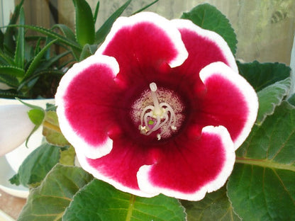 Sinningia (Sinningia Gloxinia) seeds for planting in home garden