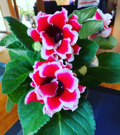Sinningia speciosa Gloxinia plant seeds