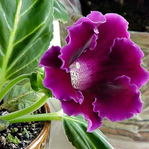 Deep Purple Gloxinia Flower seeds for Planting Sun Loving Heirloom & GMO Free Seeds for Home Garden