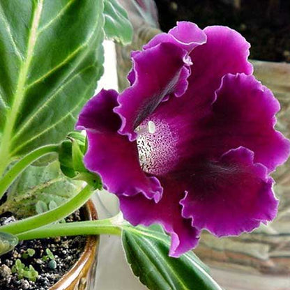 Deep Purple Gloxinia Flower seeds for Planting Sun Loving Heirloom & GMO Free Seeds for Home Garden