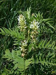 Glycyrrhiza lepidota American Licorice growing in full sun