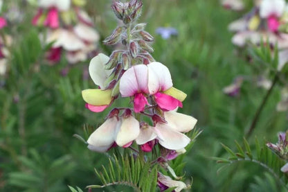 Goat's Rue Flower seeds for Planting Seasonal Bloomer Heirloom & GMO Free Seeds for Home Garden