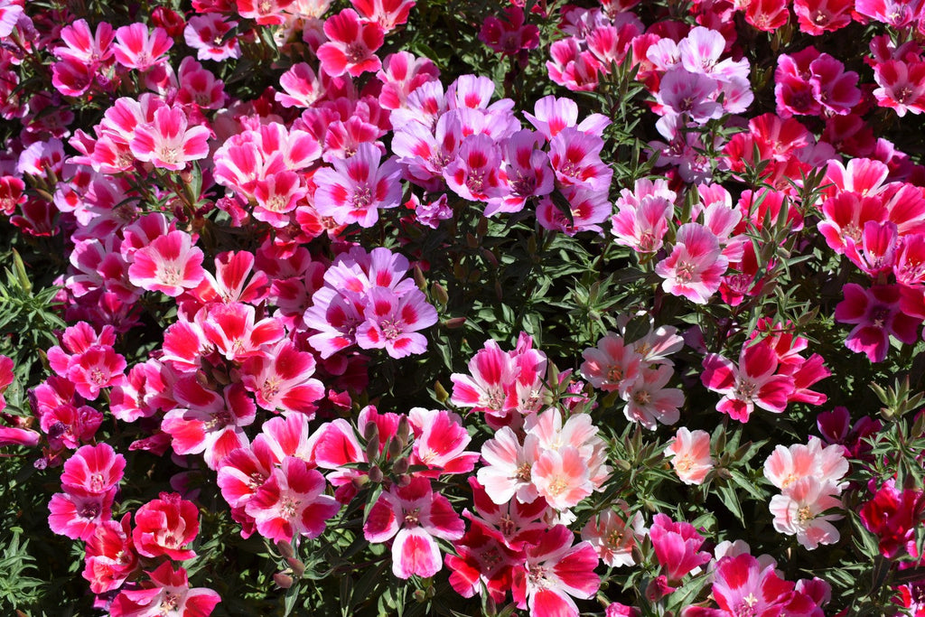 Premium Mixed Godetia Flower seeds for Planting Bright Blooms, Heirloom & GMO Free Seeds for Home Garden seeds