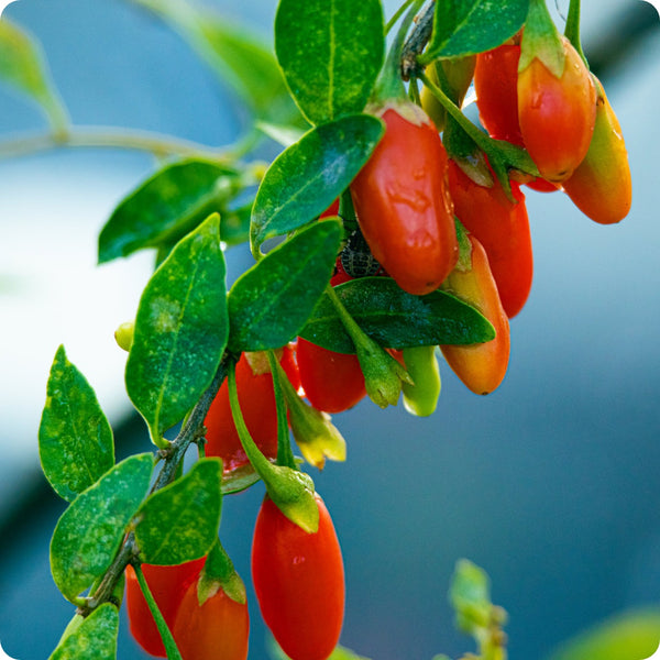 Goji berry seeds Lycium barbarum hardy shrub with red berries