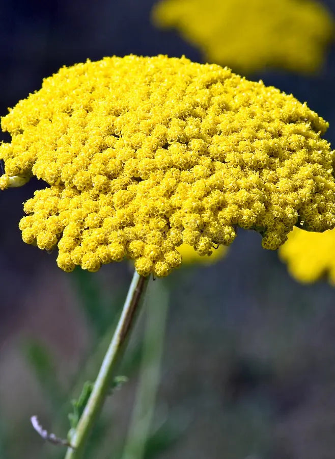 Premium Yellow Achillea Flower seeds for Planting Bright Blooms, Heirloom & GMO Free Seeds for Home Garden seeds