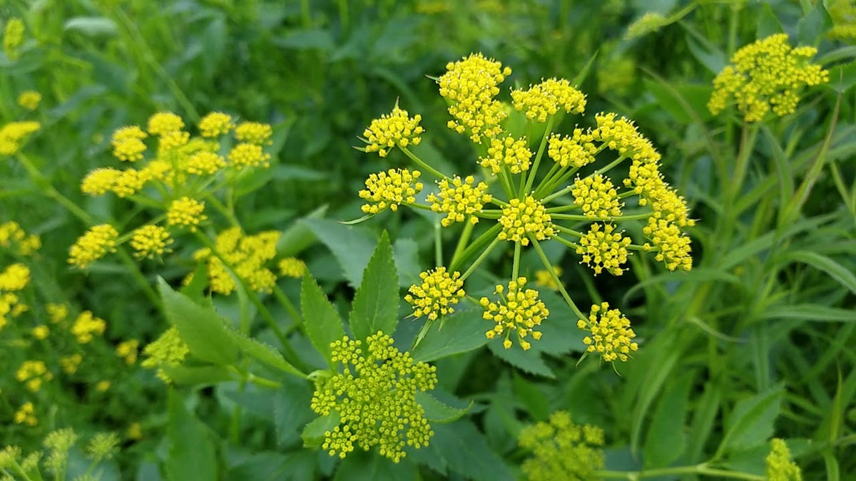 Yellow flower umbels from Golden Alexander seeds attracting pollinators