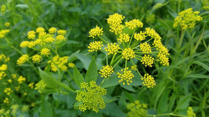 Yellow flower umbels from Golden Alexander seeds attracting pollinators