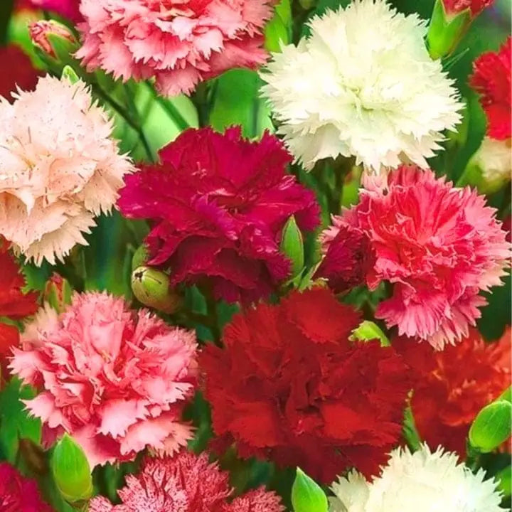 Deep Red Carnation Flower seeds for Planting Premium Quality, Heirloom & GMO Free Seeds for Home Garden vegetable and garden seeds