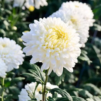Chrysanthemum Flower seeds for Planting Garden Favorite Heirloom & GMO Free Seeds for Home Garden