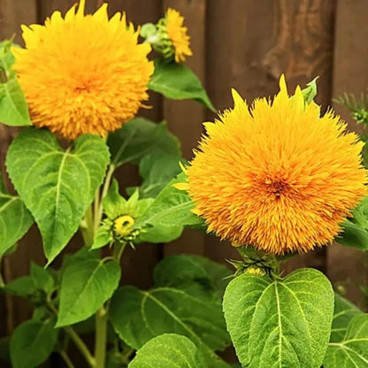 Teddy Sunflower Flower seeds for Planting Sun Loving Heirloom & GMO Free Seeds for Home Garden