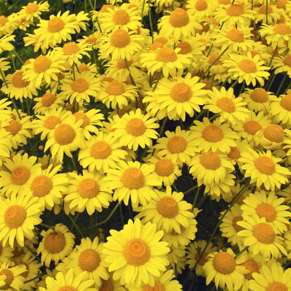 Golden Marguerite grown from seeds in cottage garden