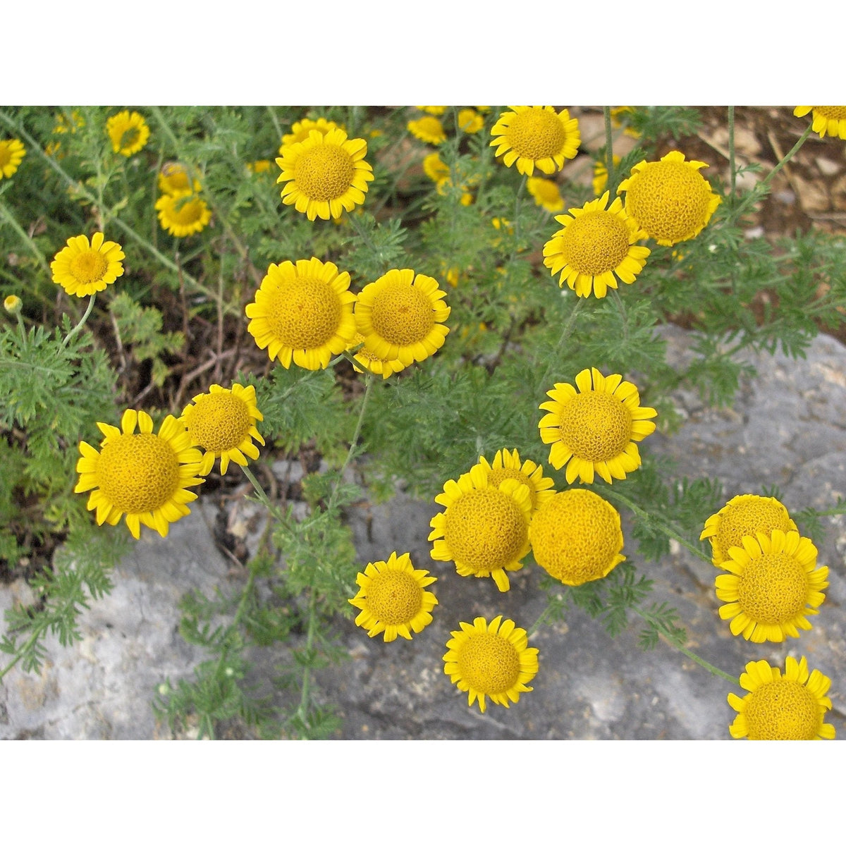 Golden Marguerite Daisy in full bloom showing bright yellow flowers