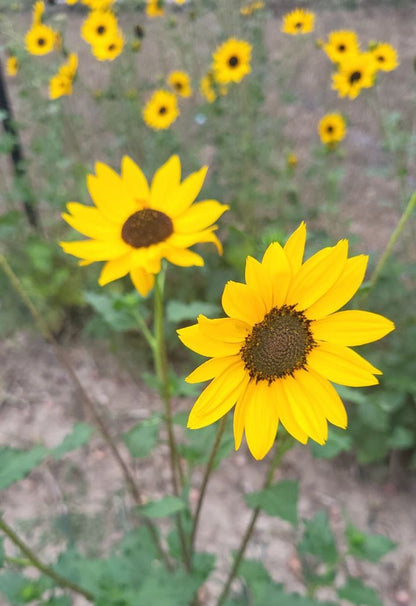 SunFlower seeds for Planting Premium Quality Heirloom & GMO Free Seeds for Home Garden