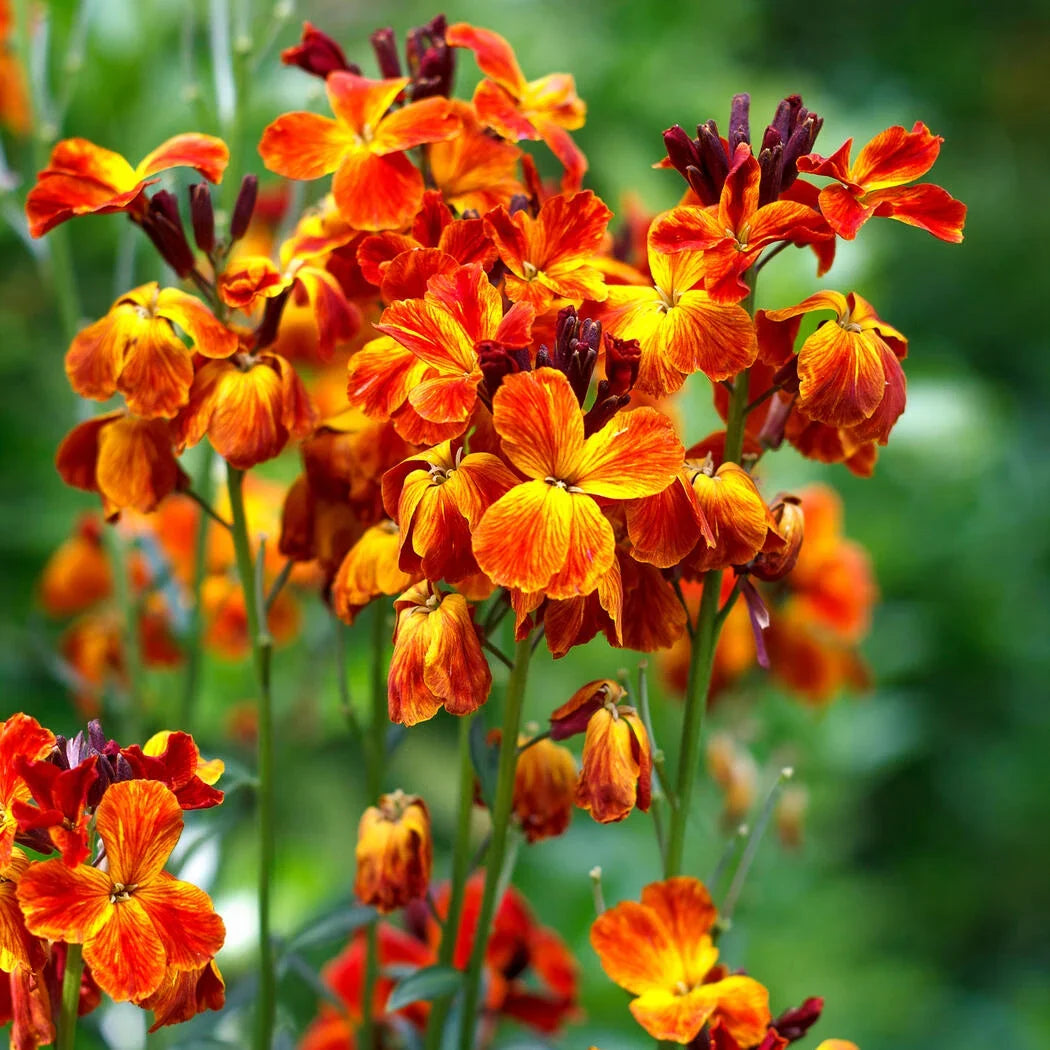 Goldlack Flower seeds for Planting - Pollinator Friendly, Heirloom & GMO Free Seeds for Home Garden