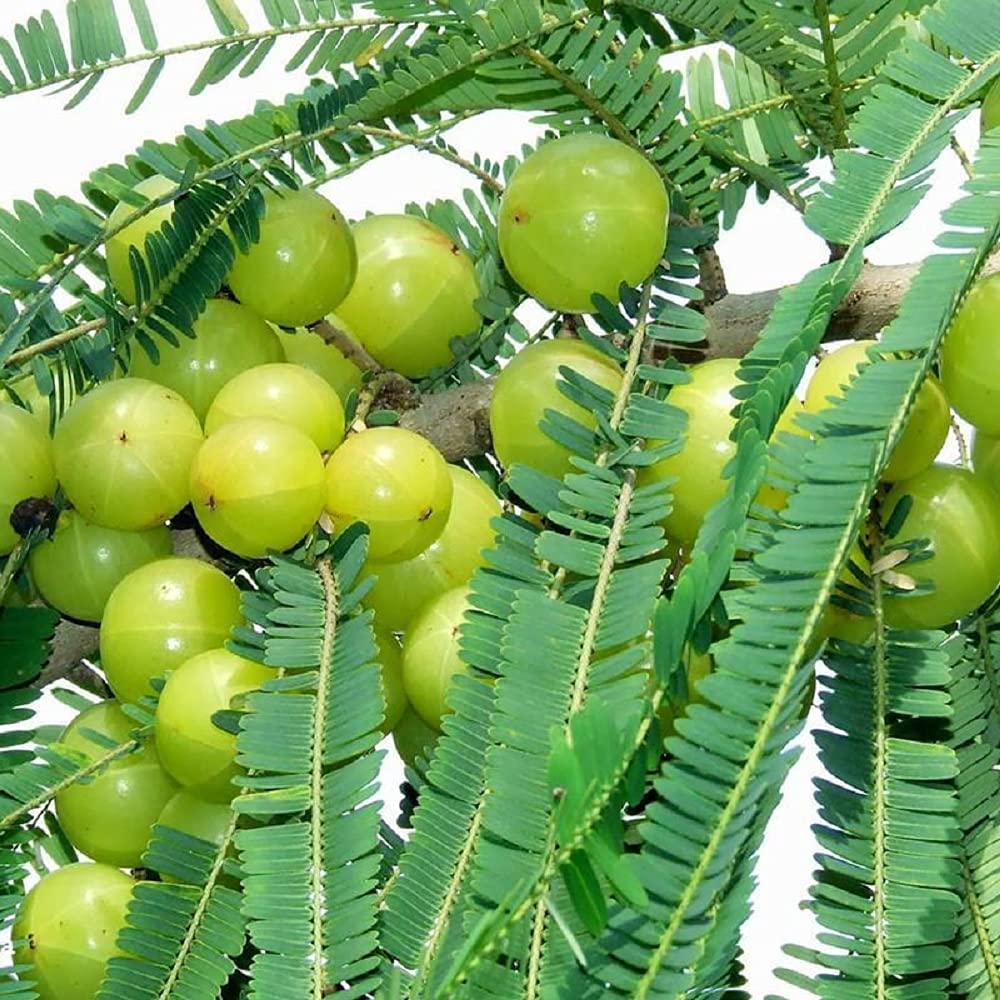 Gooseberry seeds for planting fruit-bearing shrubs