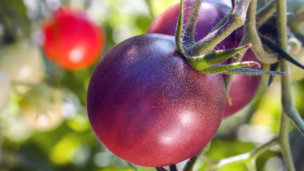 Fresh maroon tomatoes for cooking