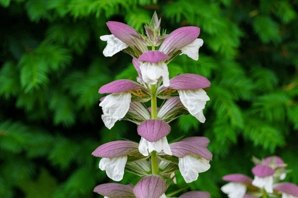 Breeches Flower seeds for Planting Perfect for Borders, Heirloom & GMO Free Seeds for Home Garden vegetable and garden seeds