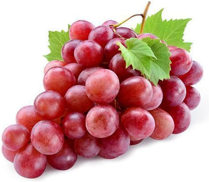 Healthy grape vine developing from seeds in home garden