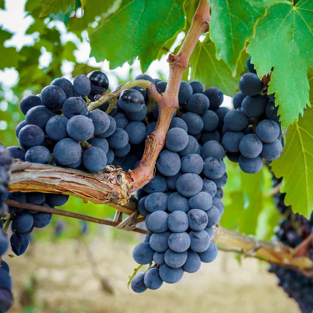 Grape Vine Seeds for Planting in Garden or Pots