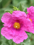 Zistrose Flower seeds for Planting Easy to Grow, Heirloom & GMO Free Seeds for Home Garden seeds for planting