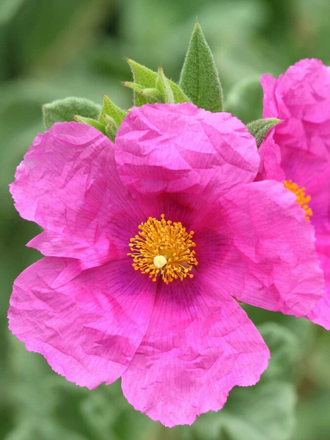 Zistrose Flower seeds for Planting Easy to Grow, Heirloom & GMO Free Seeds for Home Garden seeds for planting