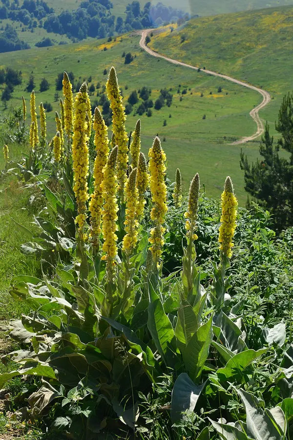 Premium Yellow Woolly Mullein Flower seeds for Planting Compact Growth, Heirloom & GMO Free Seeds for Home Garden seeds