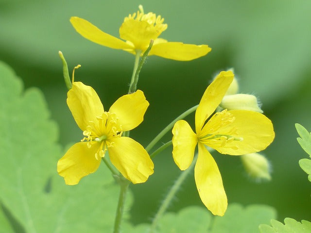 High quality Yellow Chelidonium Flower seeds for Planting Shade Tolerant, Heirloom & GMO Free Seeds for Home Garden seeds pack