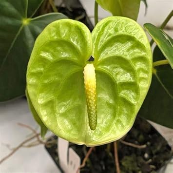 Green Anthurium Flower Seeds for Planting