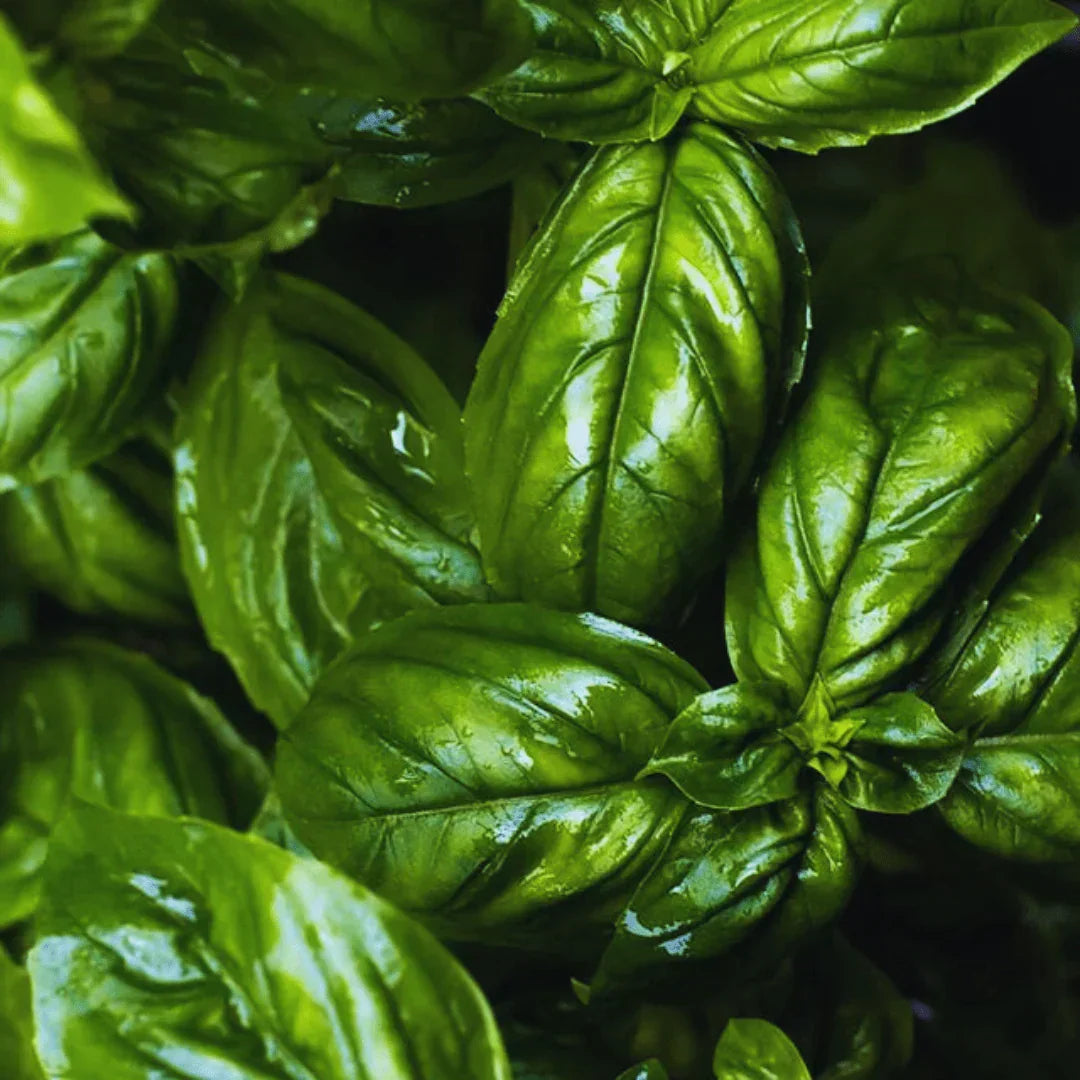 Green basil seeds for planting