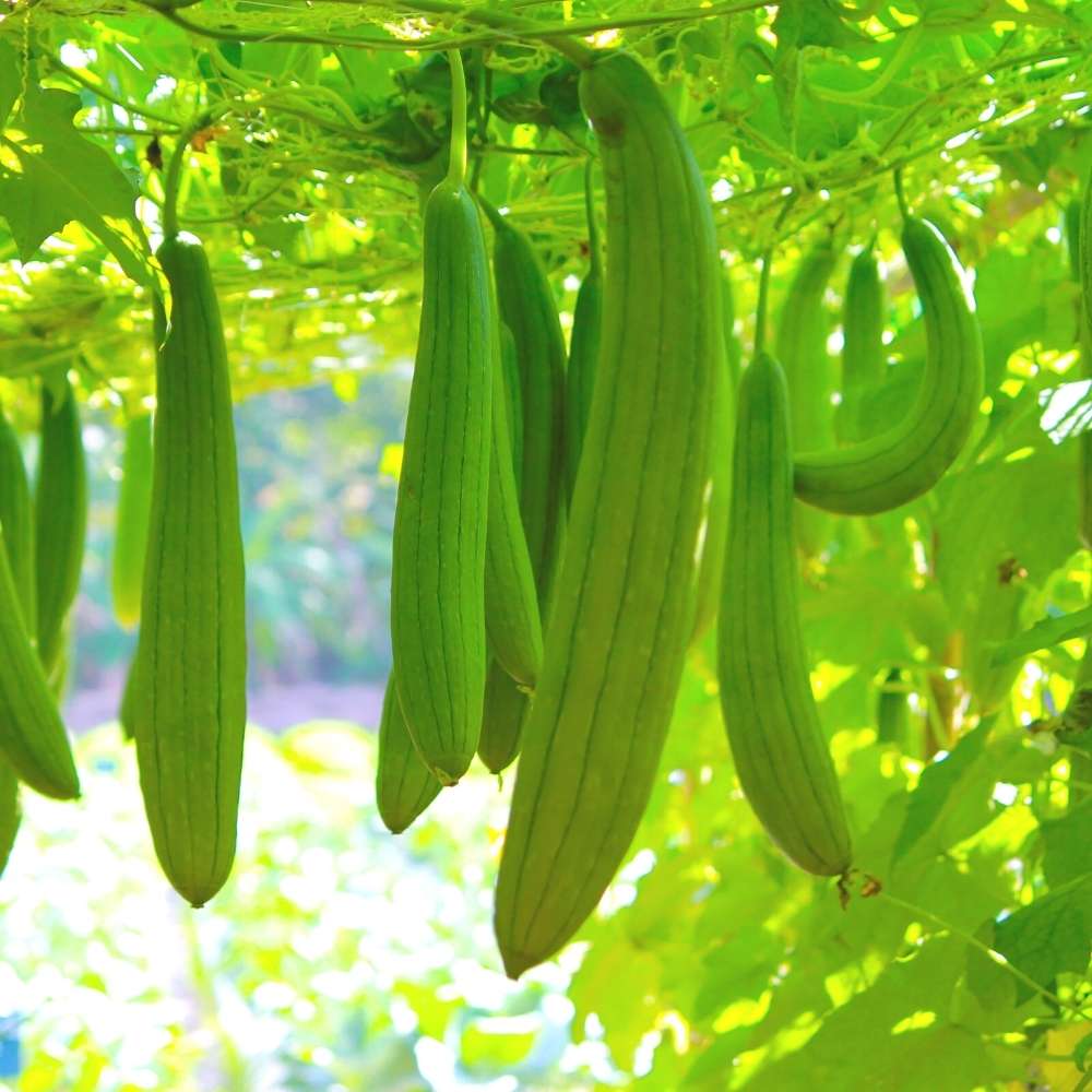 Green Brown Luffa Esmeralda seeds for home vegetable garden planting