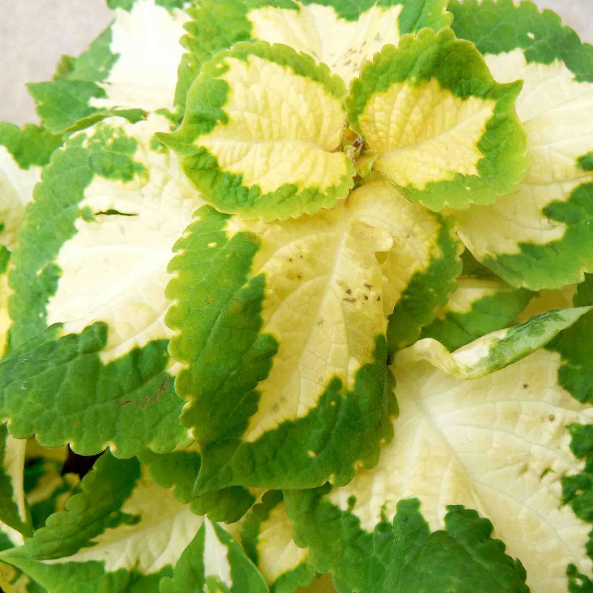 Green White Coleus Flower seeds for Planting Bright Blooms, Heirloom & GMO Free Seeds for Home Garden vegetable and garden seeds