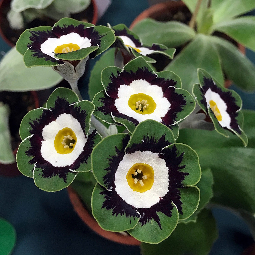 Green White Primrose Flower seeds for Planting Perfect for Borders, Heirloom & GMO Free Seeds for Home Garden vegetable and garden seeds