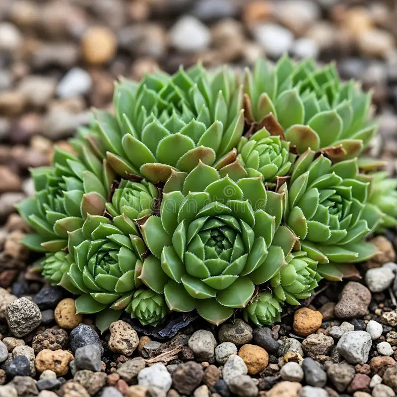 Hens and Chicks Flower seeds for Planting Sun Loving, Heirloom & GMO Free Seeds for Home Garden vegetable and garden seeds