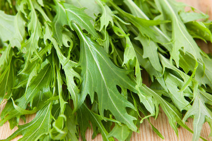 Green Mizuna Mustard seeds Brassica juncea producing Japanese greens with serrated leaves