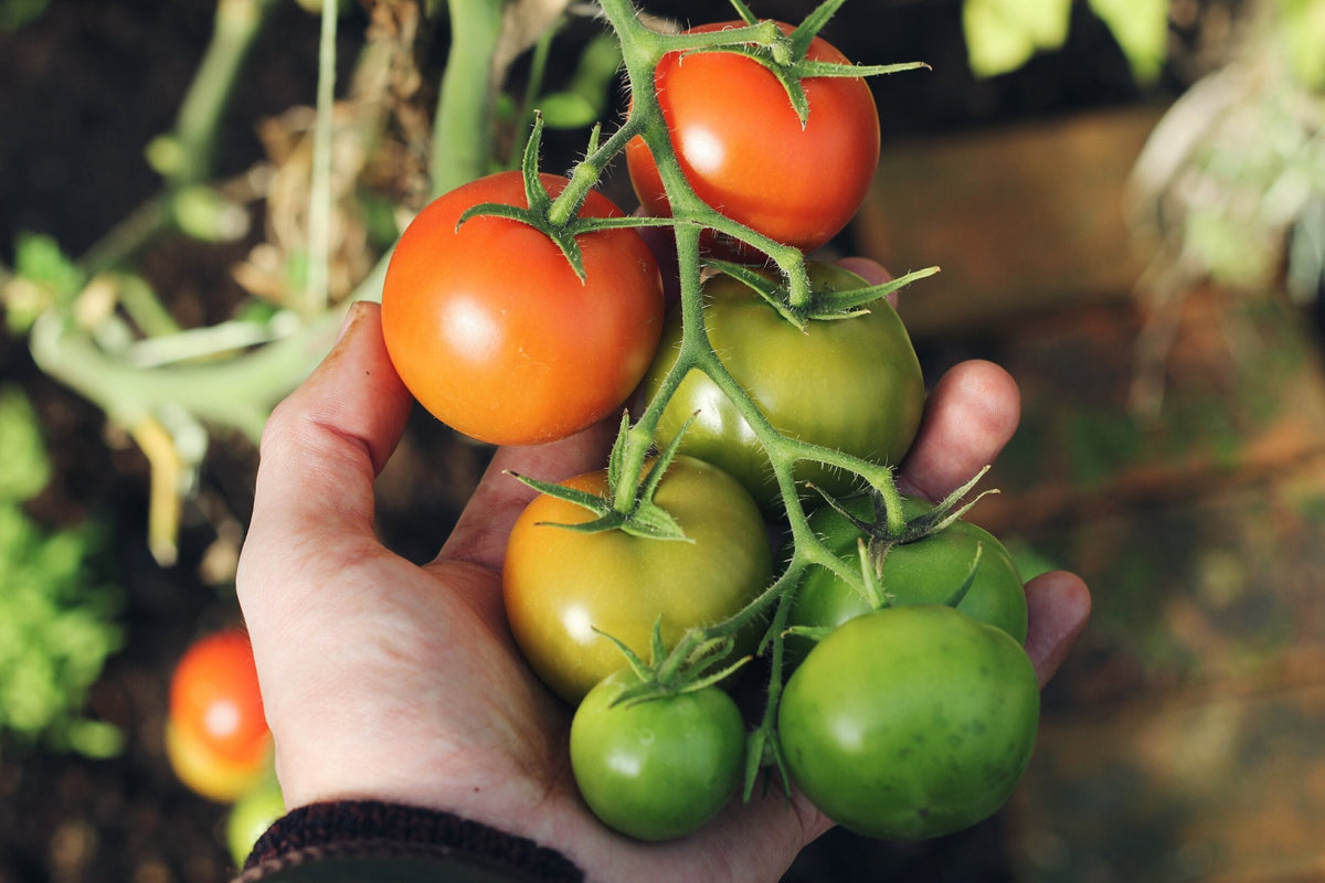 Green and Red Tomato seeds for home garden planting