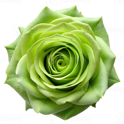 Green Rose Flower Seeds for Planting